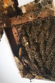 22 000 Bees Swarmed Around Home For 10