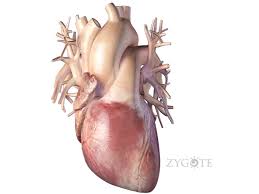 Illustration about circulation, arteries and veins of human body. Zygote 3d Heart Model Medically Accurate Human Anatomy
