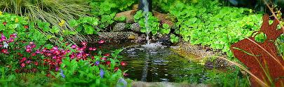Water Garden How To Open And Maintain