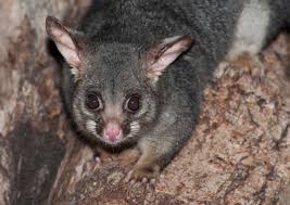 police attend home invasion by possum