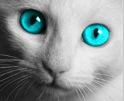 White Cat Eye White Cat Eyes Blue