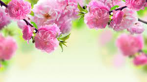 Spring Flowers Backgrounds Desktop ...