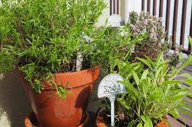 How To Grow Herbs In Containers