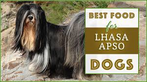 Best Food For Lhasa Apso Top Puppy Adult Senior