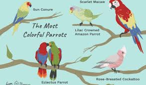 Guide To Pet Bird Species
