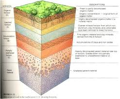 Soil Profile Diagram For School Soil Layers Diagram Soil