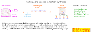 Unit 5 dna, protein synthesis. Nucleic Acids