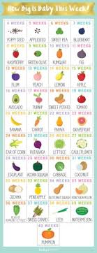 Pregnancy Baby Size Chart Fruit Baby Pregnancy Fruit Chart