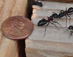 7 signs of a carpenter ant infestation