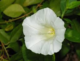 Easy to pull out at ground level but must be untangled from the plant (s) it has twisted around. Calystegia Sepium Wikipedia