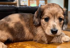 miniature dachshund puppies