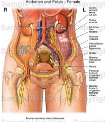 Lower Abdominal Diagram Female Starting Know About Wiring
