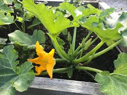 How To Grow Zucchini Summer Squash In