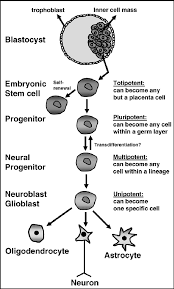 From embryonic stem cell to differentiated neural cell. Embryonic stem... |  Download Scientific Diagram