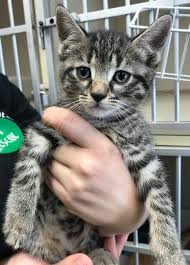 Exotic cats rescued from nc cat mill. Home Hailes Angels Pet Rescue