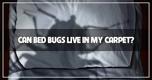 can bed bugs live in carpet let s ask