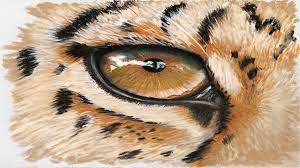 Whatever kind of pencil eye drawing you desire to use, you're bound to find only the top drawings for download with us. How To Illustrate Animal Eyes Creative Bloq