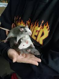 Encuentra y descarga recursos gráficos gratuitos de reddit. Reddit The Front Page Of The Internet Cute Rats Funny Rats Pet Rats