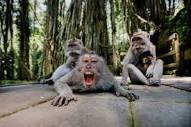 The Sacred Sanctuary | Home | Monkey Forest Ubud
