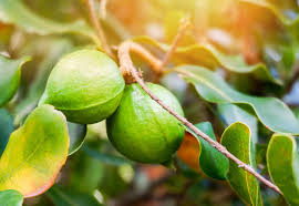 garden fruit macadamia nut field stock
