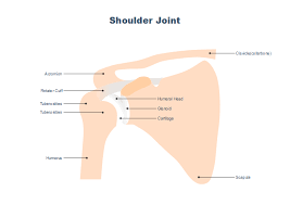 The shoulder anatomy includes the anterior deltoid, lateral deltoid, posterior the rotator cuff is a complex and delicate structure of the shoulder anatomy. Shoulder Joint Free Shoulder Joint Templates