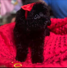 pedigre toy poodle puppies ankc