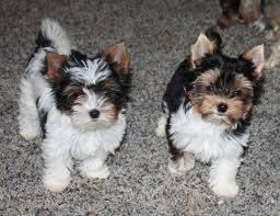 The yorkipoo dog breed mixes the yorkshire terrier with the poodle. Heaven Sent Biewers Biewer Terrier Puppies