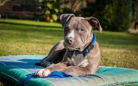Many pit bulls and am staffs have amber eyes, reddish coats and skin/noses. American Staffordshire Terrier Vs Pitbull Which Breed Is Best For You Bull Terrier Hq