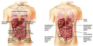 Its contents are partially protected: Abdominal Quadrants Anatomy Class