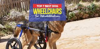You need to get this measurement absolutely right because it will affect how you design the fork of your wheelchair. 7 Best Dog Wheelchair For Back Legs To Help With Mobility 2020 Review