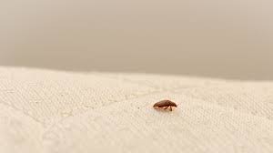 8 best ways to get rid of bed bugs