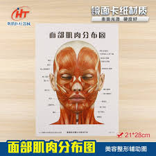 Facial Neurovascular Muscle Distribution Chart Three Sets Of