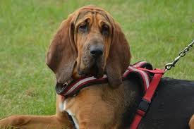 Bloodhound The Complete Owners Guide To The Breed