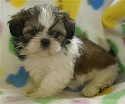 Identity chips already in place, the puppies come with quite an assortment of treasures and decorated wire cages are available for purchase for their continued crate training with all the smells from meemaws to go home. Shih Tzu Puppy For Sale Shih Tzu 6 Years Old