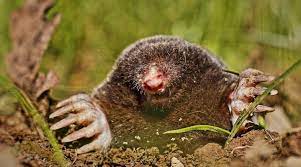 Are Moles Rodents No But Voles Are