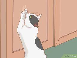 stop a cat from scratching the door