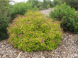 magic carpet spirea miller nursery