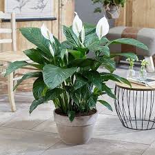 10 Most Oxygen Producing Houseplants