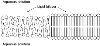 lipid bilayer an overview