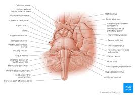 Motor control over 4 of 6 eye muscles and levator palpebrae superioris. Brainstem Definition Anatomy Parts Function Kenhub