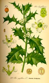 Ilex Aquifolium Wikipedia
