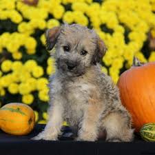 It's also free to list your available puppies and litters on our site. Schnoodle Puppies For Sale Greenfield Puppies