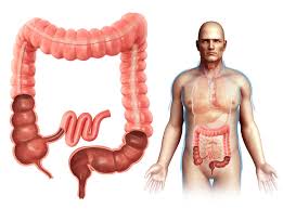 10 interesting facts about your colon