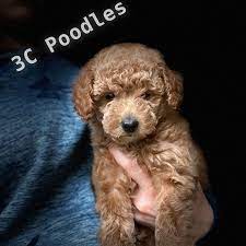 3c poodles in indiana poodle puppies