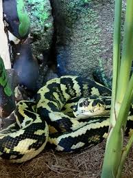 carpet python types morphs sibs