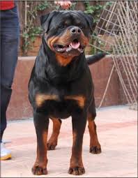 Over the years, the dog breed. Rottweiler Puppies For Sale In Mn Dogs Breeds And Everything About Our Best Friends