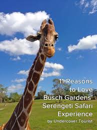 busch gardens serengeti safari experience