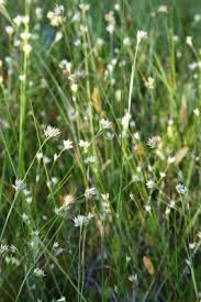Rhynchospora alba - Michigan Flora