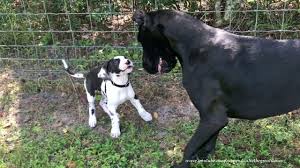 Size the cost to buy a great dane varies greatly and depends on many factors such as the breeders' location, reputation, litter size, lineage of the puppy, breed popularity (supply and demand), training, socialization efforts. Great Dane And 9 Week Old Puppy Enjoy A Playful Walk Youtube