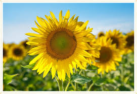 15 Most Beautiful Types Of Sunflowers Ftd Com
